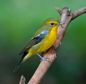 綠背紋頭雀 綠背紋頭雀