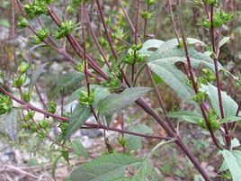 具瘤破布草 具瘤破布草