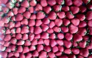 興民採摘園 興民採摘園