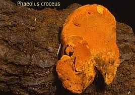 深黃暗孔菌 深黃暗孔菌