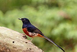 白腰鵲鴝海南亞種 白腰鵲鴝海南亞種