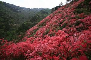 黃陂雲霧山 杜鵑花