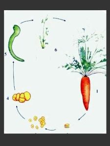 植物組織培養 植物組織培養