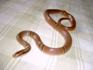 紫灰錦蛇