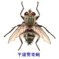 平庸贅寄蠅