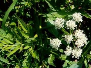 伊犁芹屬 伊犁芹屬