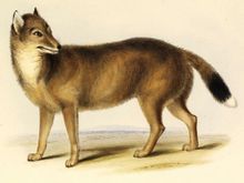 福島胡狼 福島胡狼