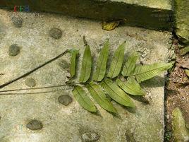 鋸齒雙蓋蕨 鋸齒雙蓋蕨