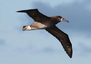 黑腳信天翁 黑腳信天翁