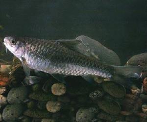 墨脫四須䰾 墨脫四須䰾