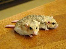 北非肥尾沙鼠清晰圖冊