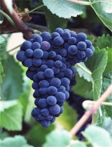 桂花香葡萄 桂花香葡萄