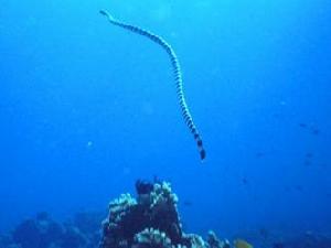 大海蛇