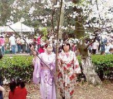 母女著和服在武大櫻園拍照 母女著和服在武大櫻園拍照