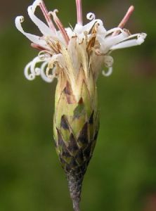 巫山帚菊 巫山帚菊