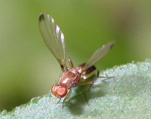 川地禾蠅 川地禾蠅