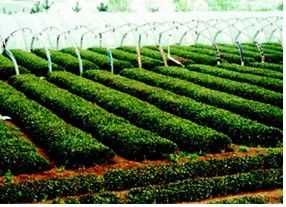 嶗山茶苑生態旅遊區