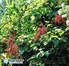 大葉勾兒茶 大葉勾兒茶