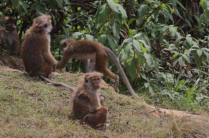 蘭卡獼猴高地亞種