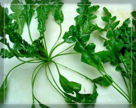 石韋亞科 石韋亞科