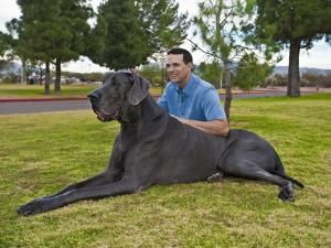 大丹麥犬 大丹麥犬
