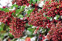 隴南大紅袍花椒 隴南大紅袍花椒