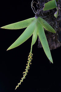 齒瓣鳶尾蘭 齒瓣鳶尾蘭