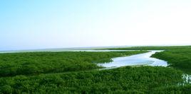 金海灣紅樹林 金海灣紅樹林