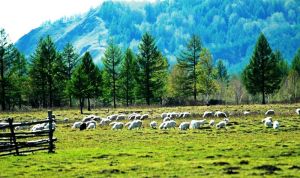 阿拉善荒漠草原 阿拉善荒漠草原