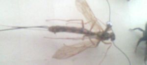 月斑馬尾姬蜂 月斑馬尾姬蜂