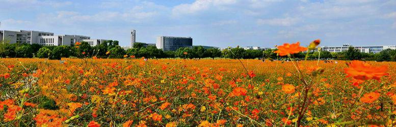 中國礦業大學花海