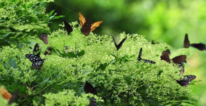 鷹不泊[鷹不泊]