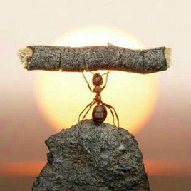 堅強[漢語詞語]