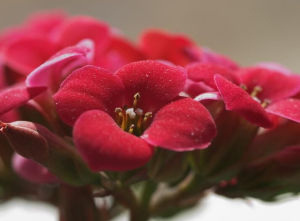 絨毛報春 絨毛報春