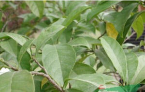 光葉桂木 光葉桂木