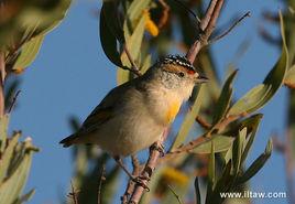 紅眉斑啄果鳥 紅眉斑啄果鳥