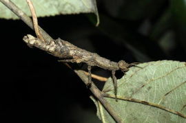 凡艷葉夜蛾 凡艷葉夜蛾