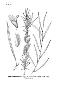 中國植物志原版墨線圖 北沙柳