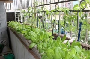 陽台菜園 陽台菜園