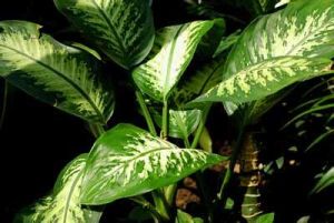 偏葉天南星 偏葉天南星