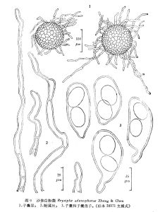 沙參白粉菌 沙參白粉菌