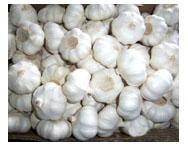 大田集鎮的大蒜