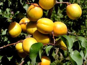 英吉沙色買提杏 英吉沙色買提杏