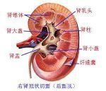 血清肌酐 血清肌酐