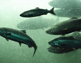 大鱗大麻哈魚 大鱗大麻哈魚