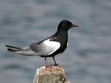 白翅浮鷗 白翅浮鷗