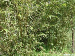 尖尾箭竹 尖尾箭竹