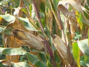 （圖）特色玉米