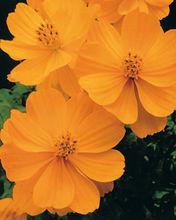 金黃波斯菊Gold Cosmos