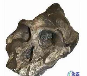 巨猿(gigantopithecus)頭骨